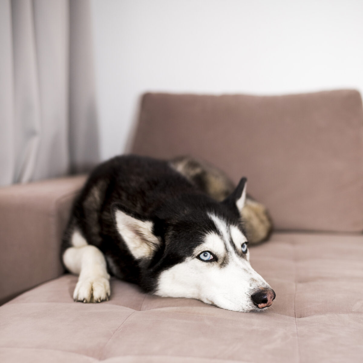 Φόβοι-σκύλος-Muse