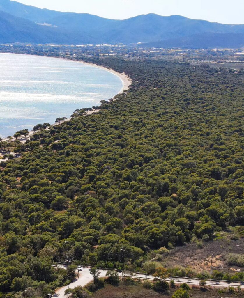 Σχοινιάς
